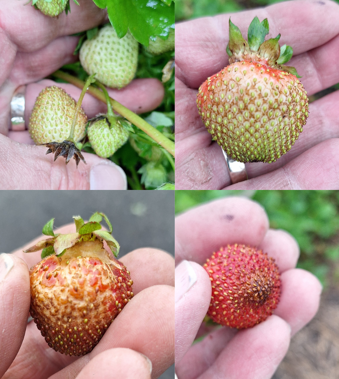 Four close-up photos show strawberries at different stages of ripening with bronzed, rough, and seedy-looking patches caused by thrips feeding damage.